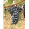 Sangiovese