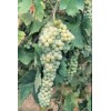 Trebbiano